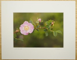 Tom Adams Photography Pink Cottage Wild Rose Flower Oregon Matted Photo Art 8x10 - £19.45 GBP