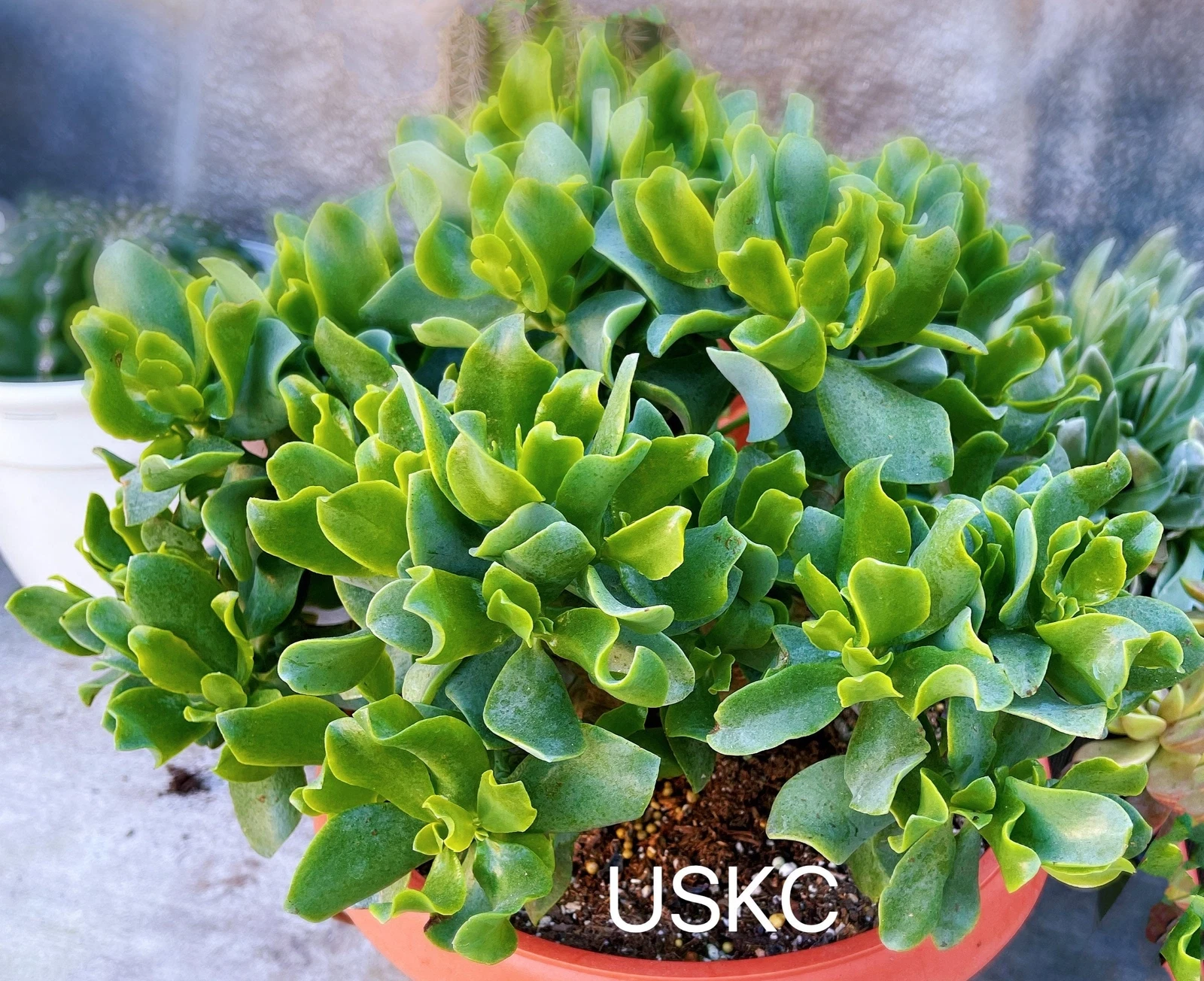 2&quot;pot 4&quot;pot Crassula arborescens undulatifolia - $19.82
