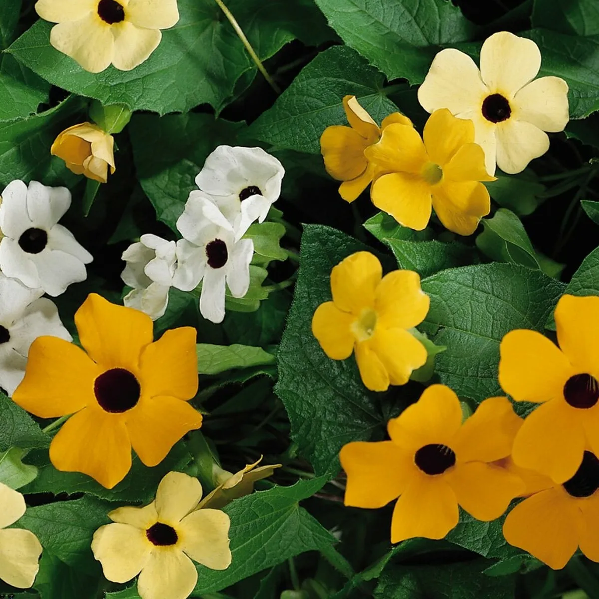 10 Seeds Thunbergia Mix Fresh Flower - £7.69 GBP