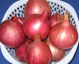 KingStore 200 Onion Ruby Red Onion Red Stem Scallion Planting Seeds - $9.78