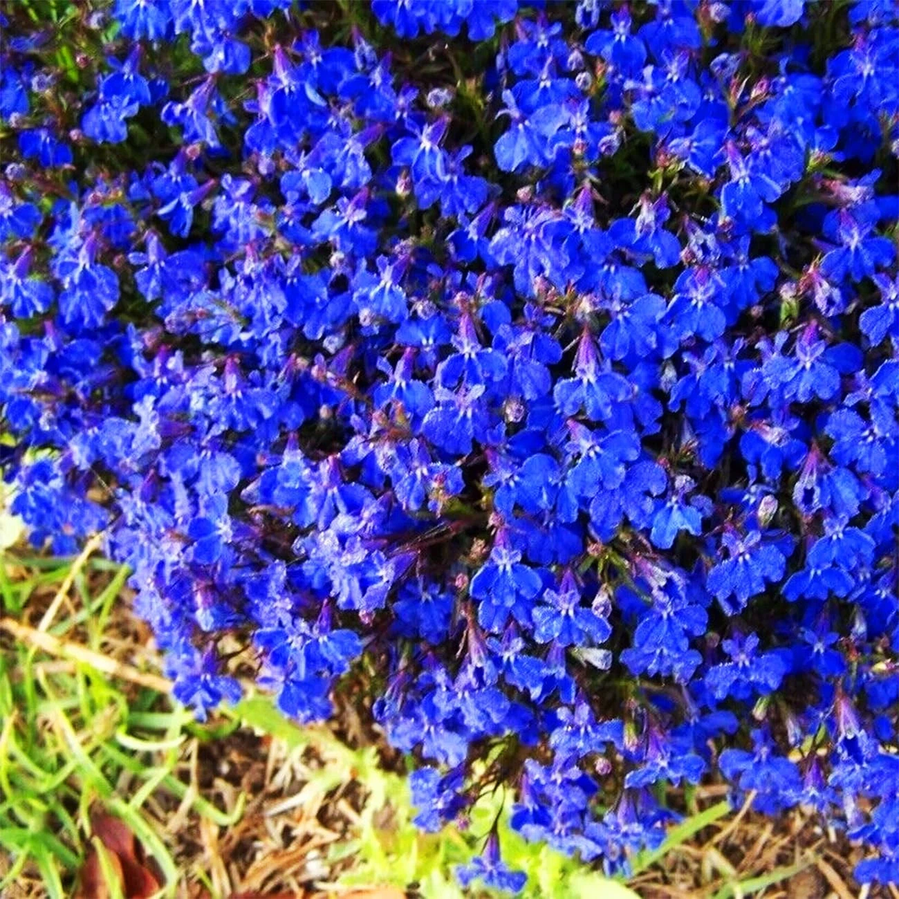 20000+ Magic Blue Creeping Thyme Seeds for Planting Ground Cover Plants  - $25.70