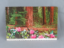 Vintage Postcard - Rhododendrons on the Redwood Highway - Continental Card - £11.72 GBP