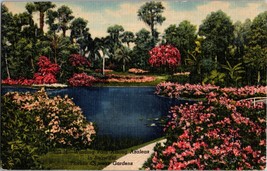 Winding Path Along Azaleas Cypress Gardens Florida  Vintage Postcard  (D7) - £3.89 GBP
