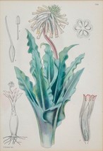 Original Botanical Book Print C1924 Veltheimia Roodeae - Rare South Africa Plant - £27.64 GBP