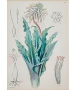 Original Botanical Book Print C1924 Veltheimia Roodeae - Rare South Afri... - $47.85 CAD