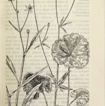 1905 Water Plantain Crowfoot Flower Print Pen &amp; Ink Lithograph Antique Art  - £13.77 GBP