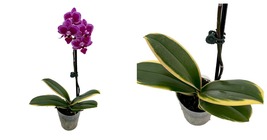 Variegated Leaves - Chia E Yenlin Phalaenopsis 'Variegata' Orchid - 3.5" Pot - £56.08 GBP