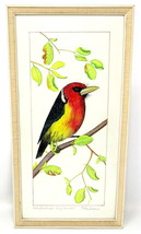Red Bird Water Color Painting Rotkopfbartvogel Frame 12&quot;x7&quot; Dietershagen... - £130.62 GBP