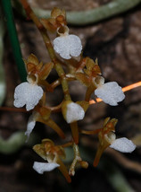Microcoelia Cornuta Small Leafless Orchid Mounted - £36.12 GBP