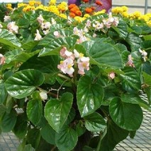 Begonia Seeds Higro Pink 50 Pelleted Seeds Flower Seeds Garden USA - £9.84 GBP