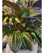 Monolena Primuliflora Seeds - $19.99