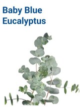 10 Eucalyptus Baby Blue Rooted Live Starter Plants - $59.30