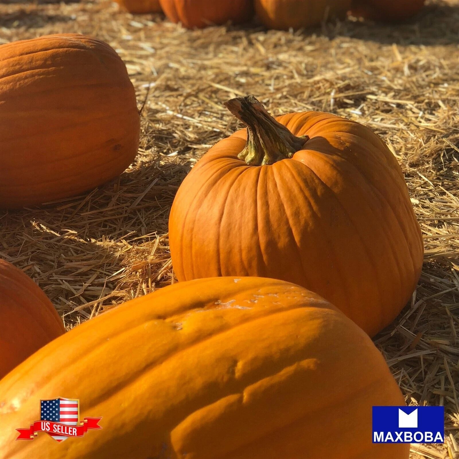 24+ Pumpkin Seeds - Connecticut Field Non-GMO Heirloom Vegetable BOGO 50... - $9.08