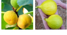 10 pack Fig Trees “Yellow Long Neck" Plant Home and Garden - $130.99