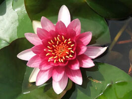 WATER LILY ATRACTION RED TUBER -  Live Pond Plants  SUPER PRICE!!!!!! - $344.86 MXN