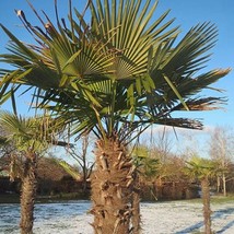 USA SELLER Trachycarpus Fortunei Chinese Fan Chusan Or Windmill Palm 20 Seeds Fr - $18.40