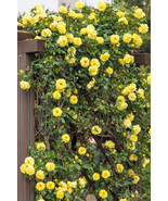 5 YELLOW CLIMBING ROSE ROSA BUSH VINE CLIMBER FRAGRANT BUTTERFLY  - $17.00