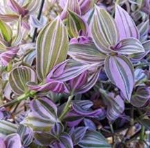 20 seeds Wandering Jew Lilac Flower Seeds - £13.44 GBP