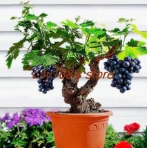 Miniature Black Grape Vine Seeds Fresh Fast Shipping - $88.74 MXN