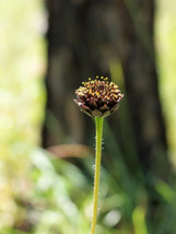 Seeds 50 RAYLESS SUNFLOWER Helianthus Radula Pineland Native Yellow Brown Flower - £21.23 GBP
