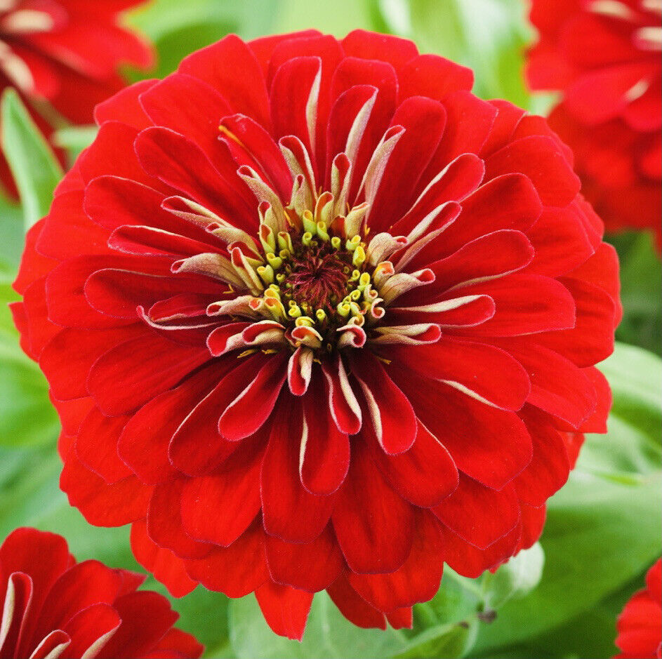 Zinnia Will Roger Flower Seeds Fresh Harvest New Fresh  - $3.98