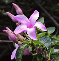KKG Cryptostegia Grandiflora Rubber Vine 10 Seeds Fresh Garden - $8.89