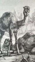 DESERT CAMELS Authentic 19th Century 1885 LITHOGRAPH PRINT Specht - $9.45