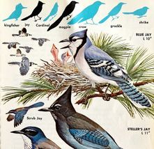 Blue Jay &amp; Other Jays Varieties 1966 Color Bird Art Print Nature ADBN1p - $19.99