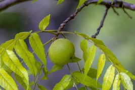 GREEN Black Walnuts Walnut Seed Nut Hull ONE POUND 1LB of FRESH Product - $14.99