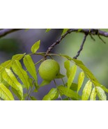 GREEN Black Walnuts Walnut Seed Nut Hull ONE POUND 1LB of FRESH Product - €12,83 EUR