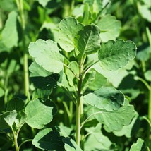 25 Papalo Yerba Porosa Summer Cilantro Bolivian Coriander Porophyllum Ruderale C - £11.99 GBP