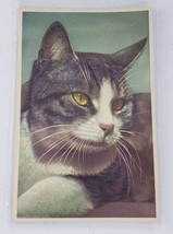 Alfred Mainzer Cat Postcard Brown White Tabby Kitty Feline Printed Belgium - £7.26 GBP