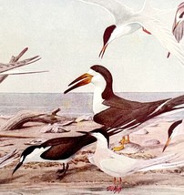 Terns And Skimmers Birds Print Fuertes 1917 Color Plate Art DWX7B - $29.99