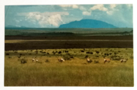 Pronghorn Antelope Grazing in West Texas Landscape TX UNP Postcard c1960s - $5.99
