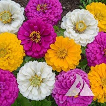 US Seller 100 Seeds Zinnia Mardi Gras Mix Flowers Pollinators Butterflies Love - £8.11 GBP