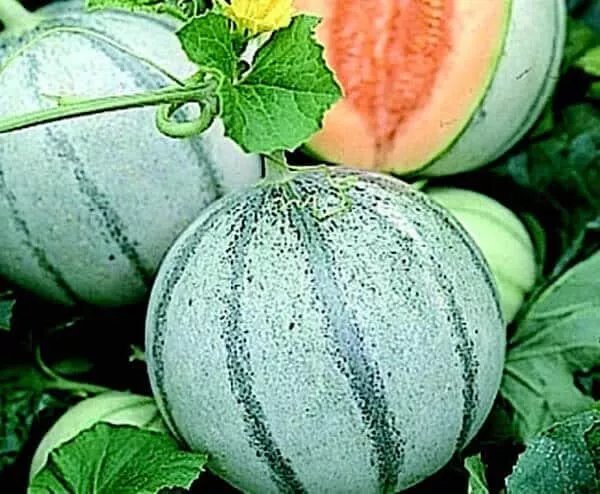 10 Savor Melon Seeds Cool Blue Sweet Melons - £11.41 GBP