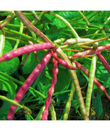Mississippi Purple Cowpea Brown Crowder Purplehull Cow Pea Easy To Grow ... - $241.10 MXN