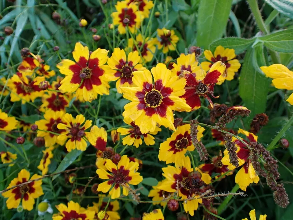 AW 5000 Seeds Plains Coreopsis Wholesale Non Gmo Organic Easy to Grow - €12,84 EUR