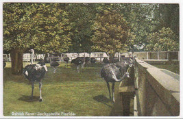 Ostrich Farm Jacksonville Florida 1910c postcard - £4.96 GBP