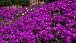 Purple Delosperma Ice Plant Flower Hanging Baskets 200 Seeds - £7.23 GBP