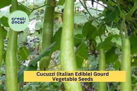 Cucuzzi Italian Edible Gourd Seeds – 10 Seeds for Planting, Heirloom Var... - $6.50