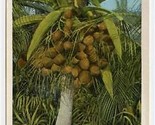 Cocoanut Tree and Fruit Port Antonio Postcard Greetings From Jamaica  - $11.88