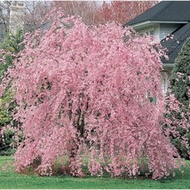 5 Weeping Pink Cherry Tree Seeds Flowering Japanese Ornamental Shrub Tree USA Fa - $14.49