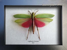 Large Pink Lophacris Cristata XL Real Grasshopper Framed Entomology Shad... - $72.99