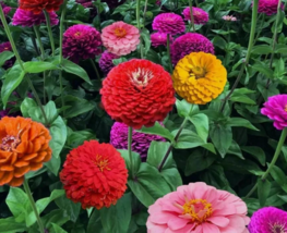 TKBONStore Zinnia California Giant Mix Flower Colorful Blooms 100 Seeds - $9.32