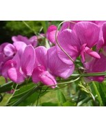 100 Seeds Lathyrus odoratus Sweet Pea Pale Pink Blooms with Light Fragrance - $14.71