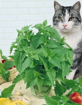 Lwstore 250 Catnip Seeds Non Gmo And Fur Babies Usps Shipping - $8.42