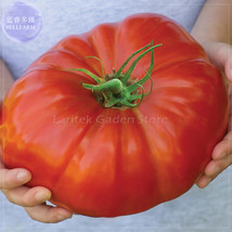 Gigantomo Tomato Seeds 100 Seeds Half-Hardy Annual Tomato Hybrid F1 - $7.50