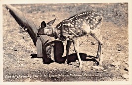 Mt Lassen Volcanic Park California~Pet DEER-REAL Photo Postcard 1940s - £7.03 GBP