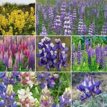 LWSTORE Lupine Loopy Mix Fall Planting Hummingbirds Annual Perennial Non Gmo  10 - £7.64 GBP